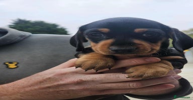 Miniature Dachshund dogs - Advert 2