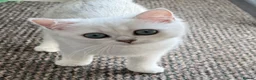 British Shorthair cats for sale: GCCF British Shorthair Silver/Black Tipped Kitten - Advert 5