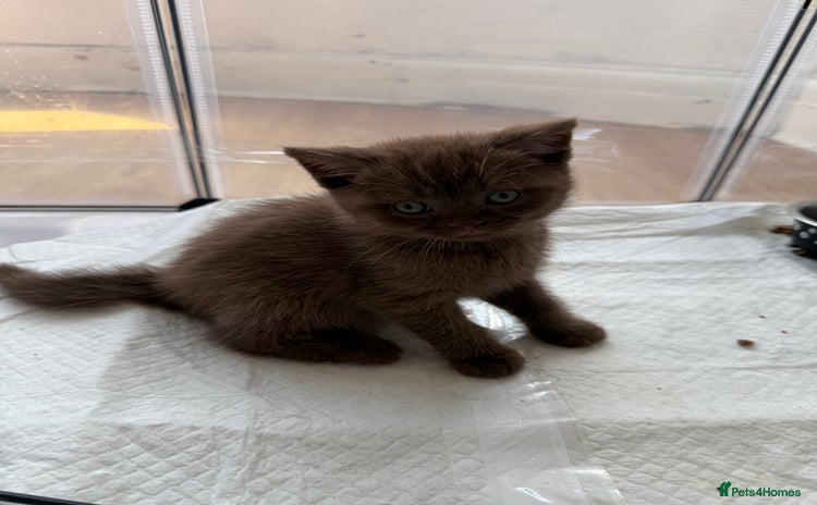 British Shorthair cats - Advert 16