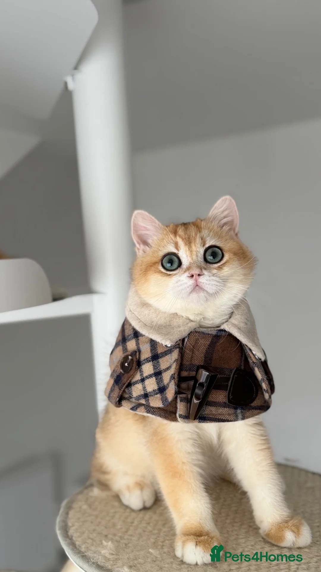 British Shorthair cats for sale: Excellent British Shorthair Golden kittens  - Advert 35