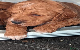 Cavapoo dogs for sale: Cavapoo Puppies for Sale F1B £950 - Image 5