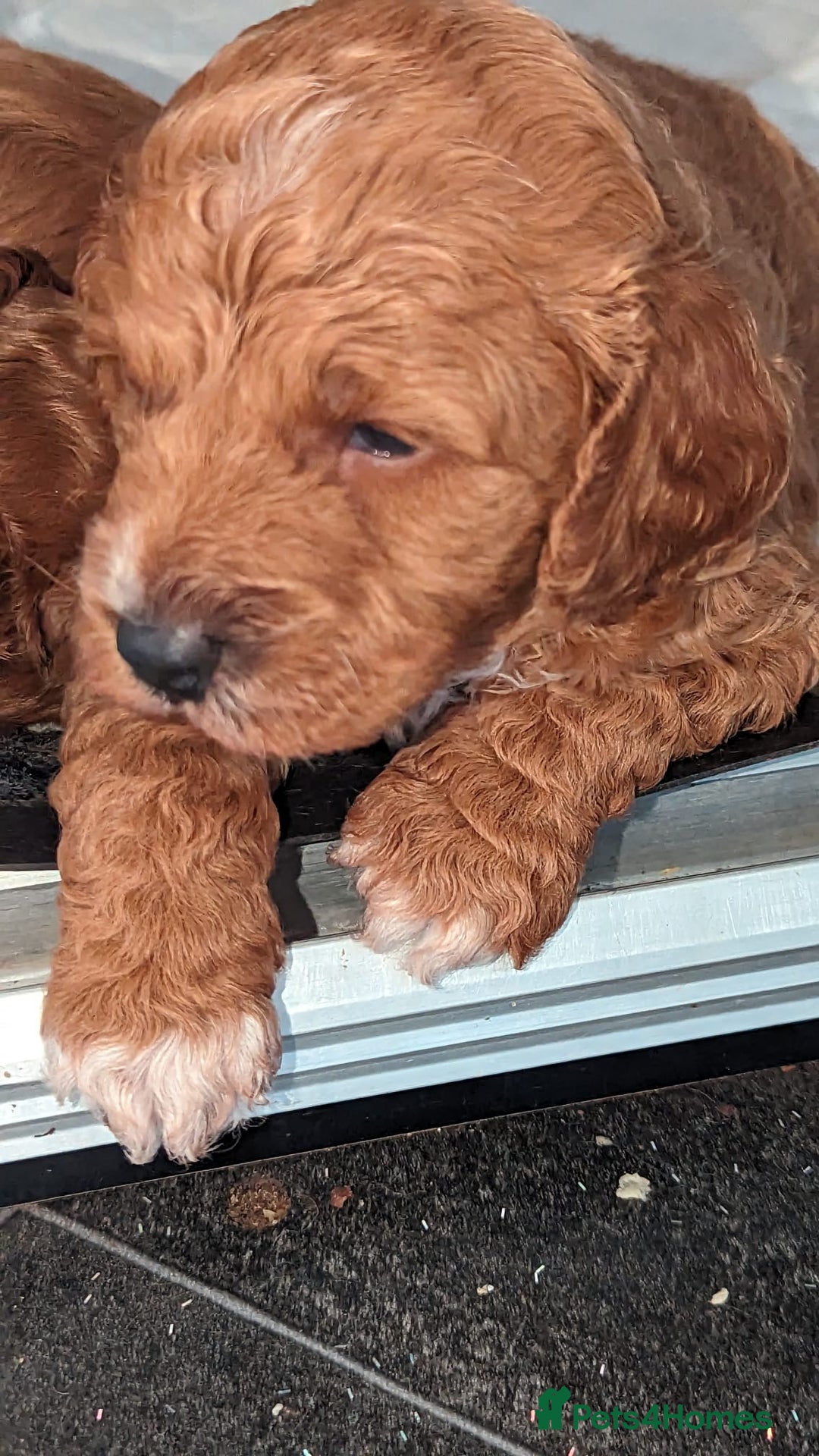Cavapoo dogs for sale: Cavapoo Puppies for Sale F1B £950 - Image 5