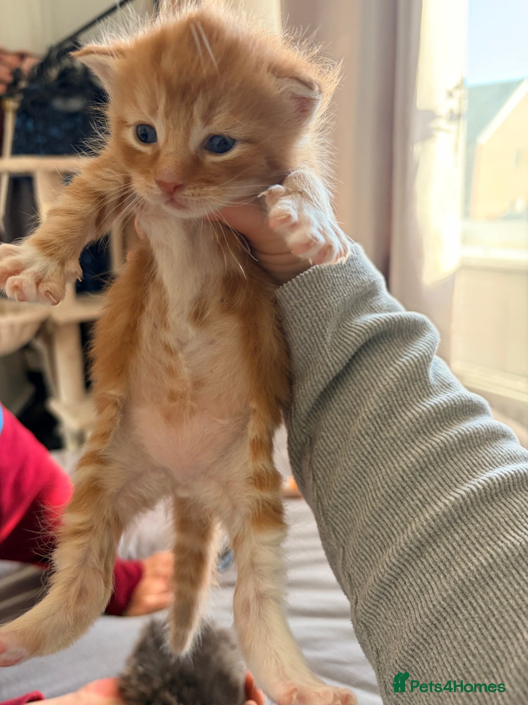 Maine Coon cats for sale: Mainecoon X tabby kittens 🐈‍⬛  - Advert 6