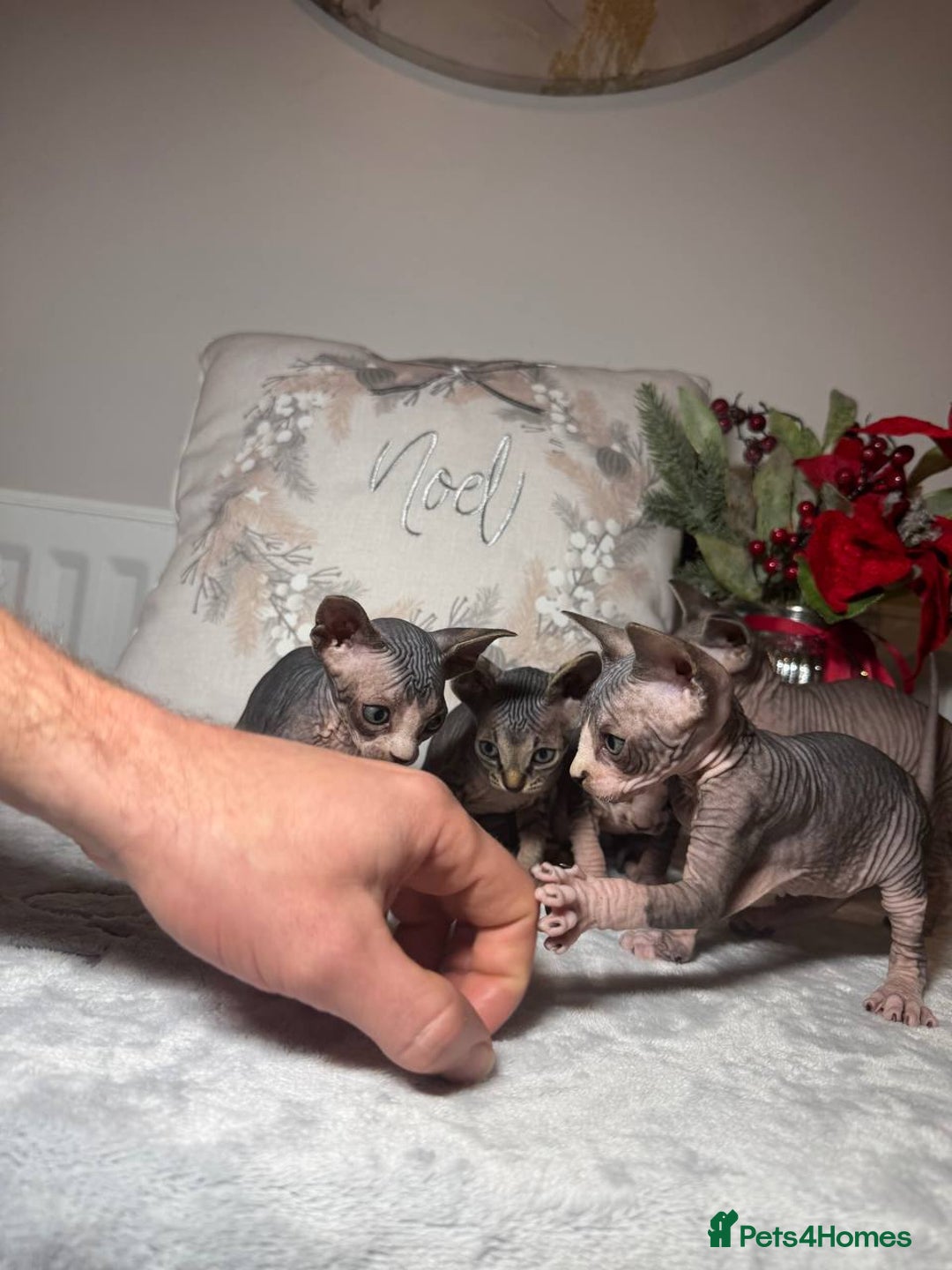 Sphynx cats for sale: Stunning Pedigree Sphynx Kittens - Advert 2