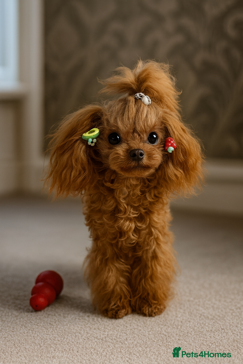 Miniature Poodle dogs  imported Asian teddy Poodle Stud 💎£200 Intro fee - Advert 2