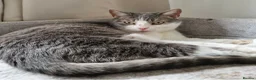 Mixed Breed cats for adoption: Kid-friendly Sister Kitties - Advert 2