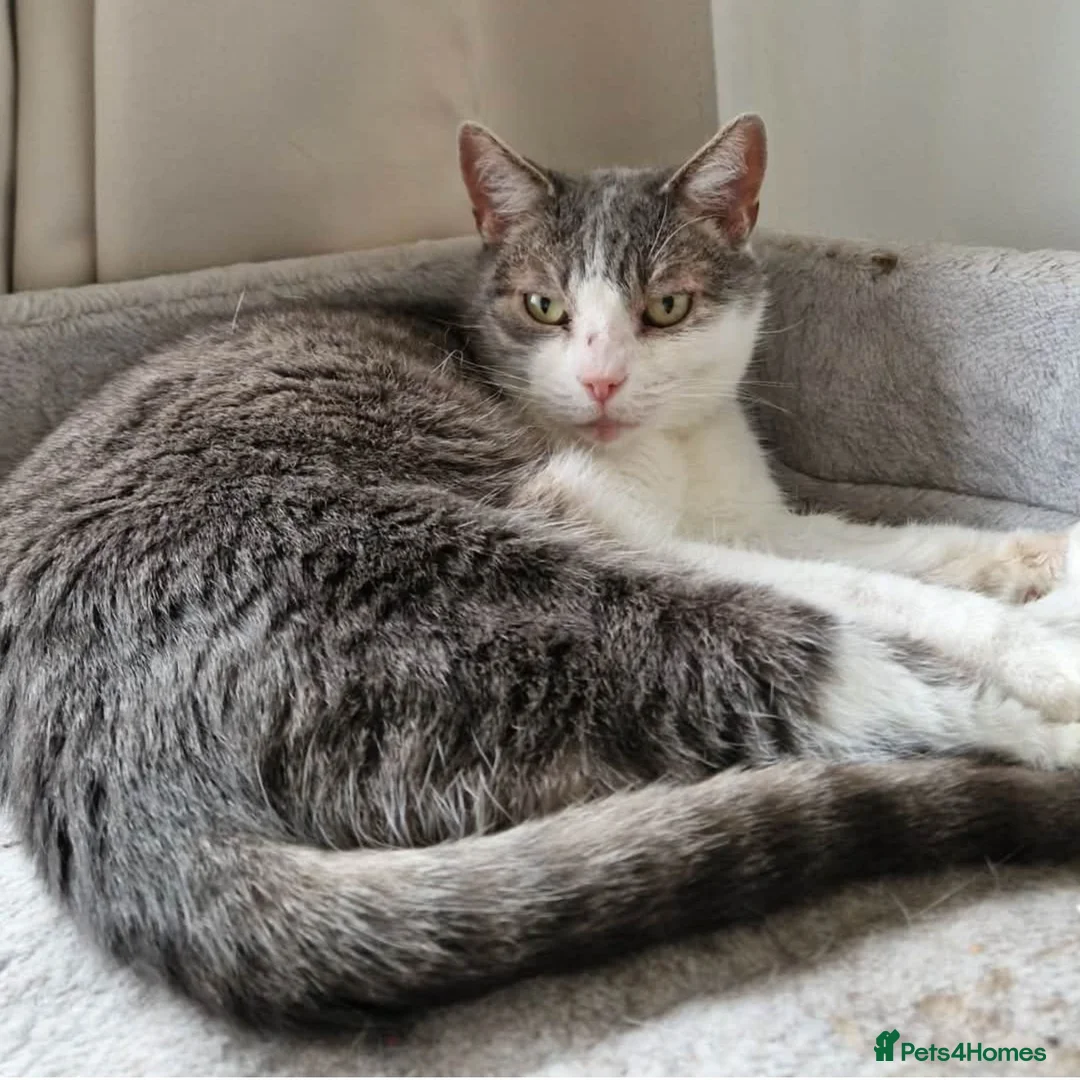 Mixed Breed cats for adoption: Kid-friendly Sister Kitties - Advert 2