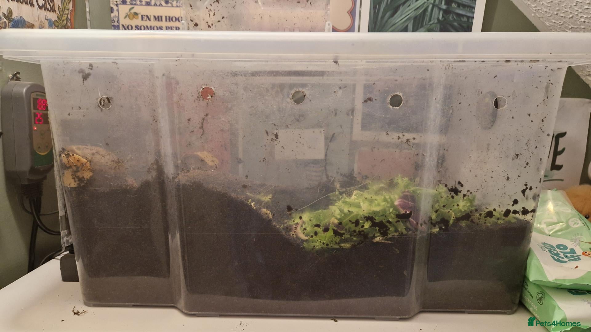 Snails invertebrates for sale: 2 adult Giant land snails and several babies - Advert 11