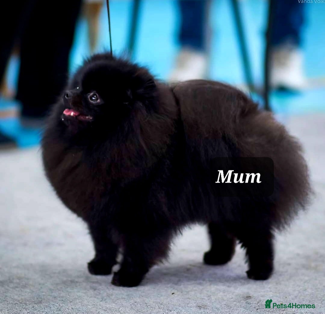 Pomeranian dogs for sale: Outstanding 💖re-available!All info below ⬇️ 35+🏆 - Image 14