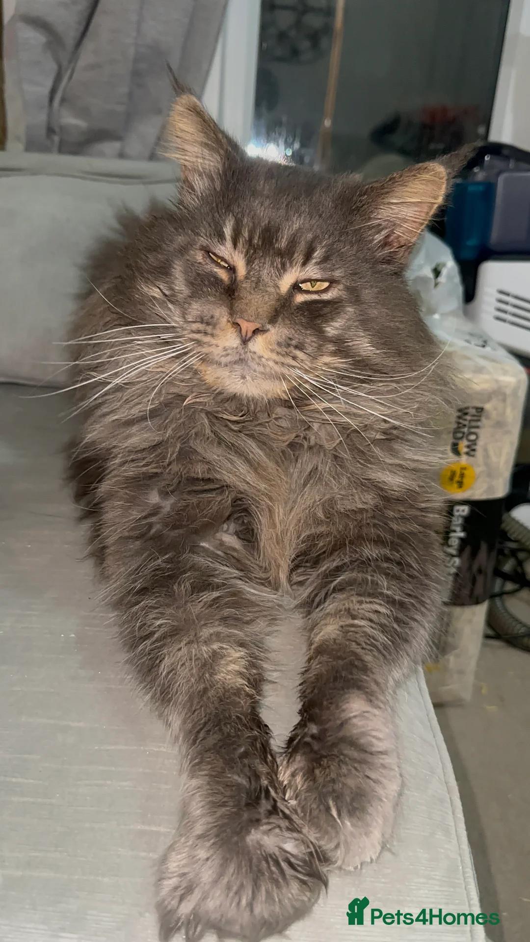 Maine Coon cats for sale: Huge TICA ACTIVE CHAMPIONSHIP BREEDING MALE - Advert 18