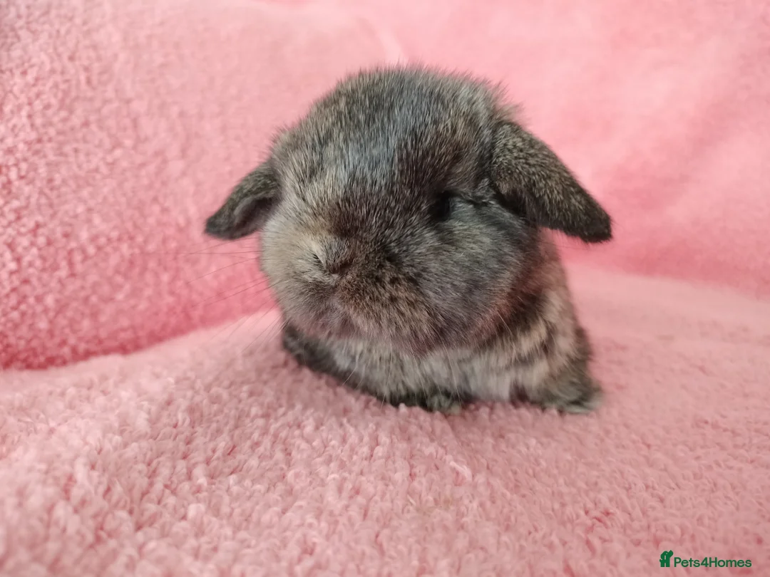 Mini Lop rabbits for sale: Baby mini lops for sale  - Advert 4