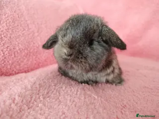Mini Lop rabbits Baby mini lops for sale - Advert 20