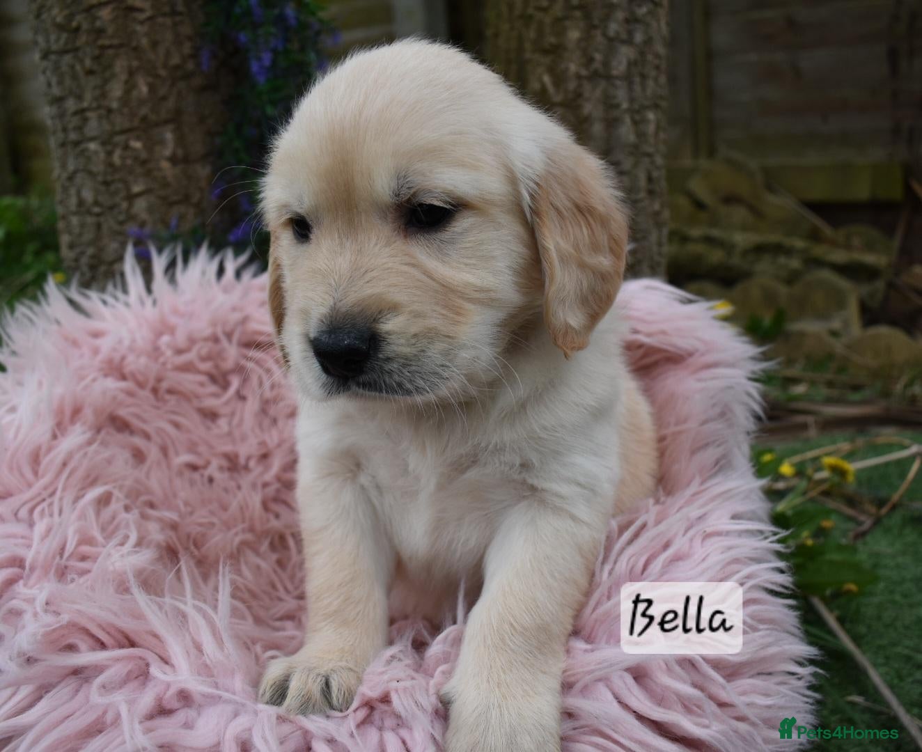 Golden Retriever dogs *Beautiful DNA clear kc reg Golden retriever pups* - Advert 2