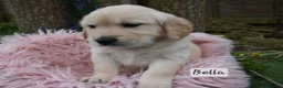 Golden Retriever dogs for sale: *Beautiful DNA clear kc reg Golden retriever pups* - Advert 2