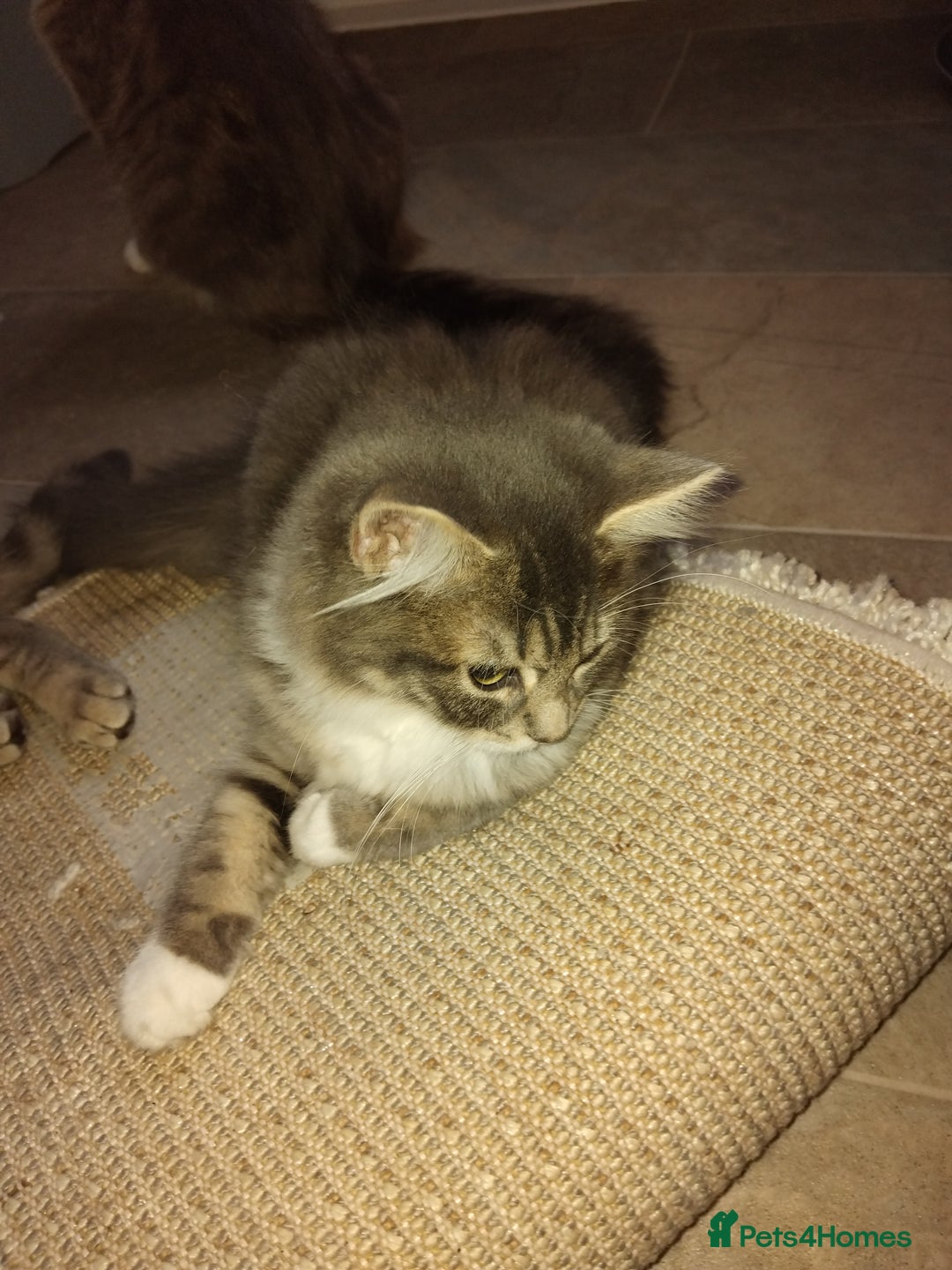 Mixed Breed cats for sale: Kittens american ringtail mixbreed  - Image 12