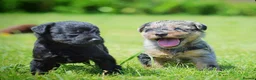 Mixed Breed dogs for sale: Beautiful litter of Patterpoo’s   - Advert 14