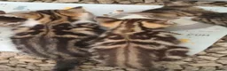 Mixed Breed cats for sale: Kittens - Advert 4