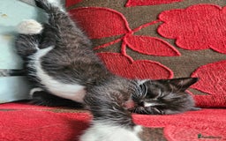 Mixed Breed cats for sale: 4 Beautiful Kittens looking for forever homes - Image 2