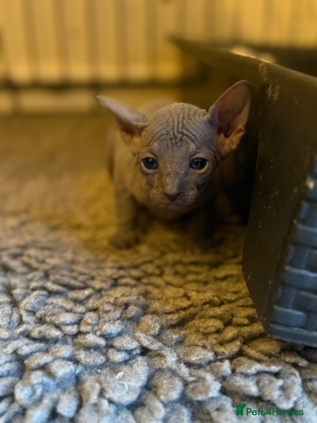 Sphynx cats for sale: ✨ Gorgeous Chunky Sphynx Kittens – Ready Soon! ✨ - Advert 17
