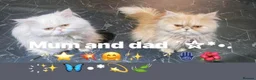 Persian cats for sale: 🌾 EXOTIC DOLL FACE PERSIAN Kittens - Advert 5