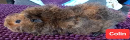 Guinea Pig rodents for sale: Aby type pet boars - Advert 3