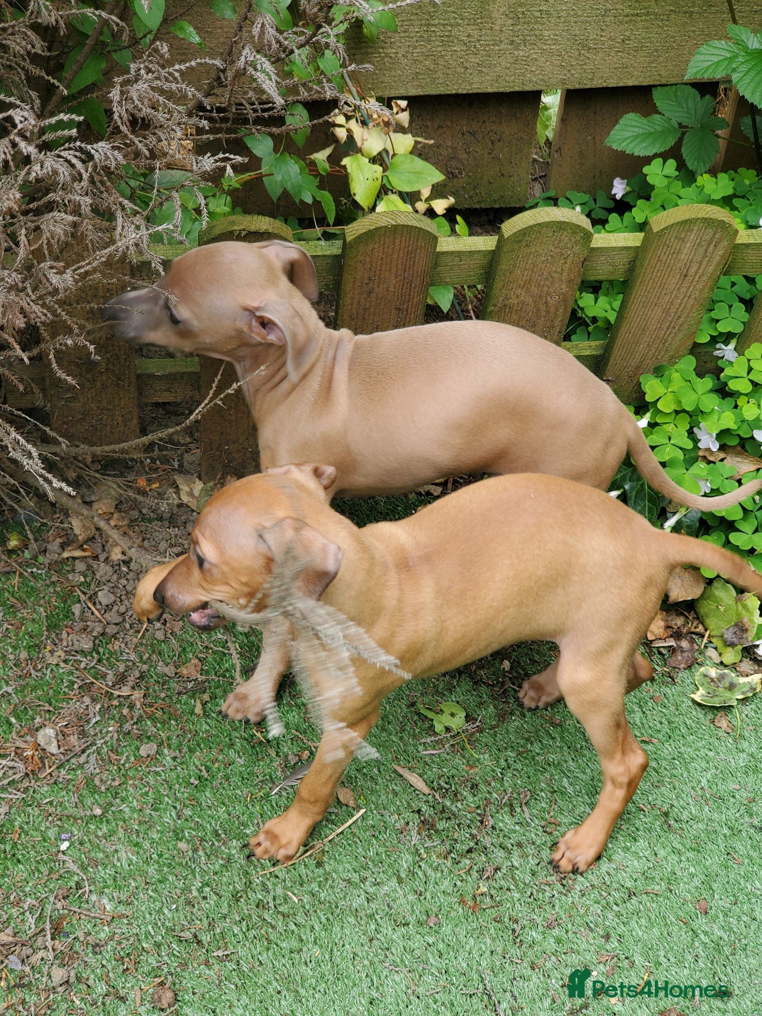 Italian Greyhound dogs Stunning kc Italian greyhounds  - Advert 2