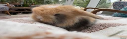 Mini Lop rabbits for sale: Mini lops-raised indoors-vaccinated  - Advert 1