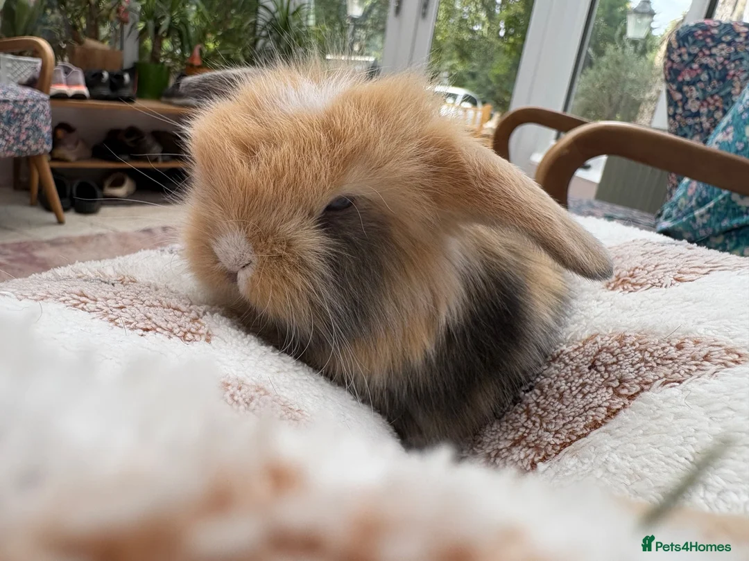 Mini Lop rabbits for sale: Mini lops-raised indoors-vaccinated  - Advert 1