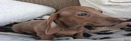 Miniature Dachshund dogs for sale: Whitney - Advert 39