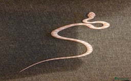 Corn Snake reptiles for sale: 🐍2 left ready to go 🐍 - Image 6