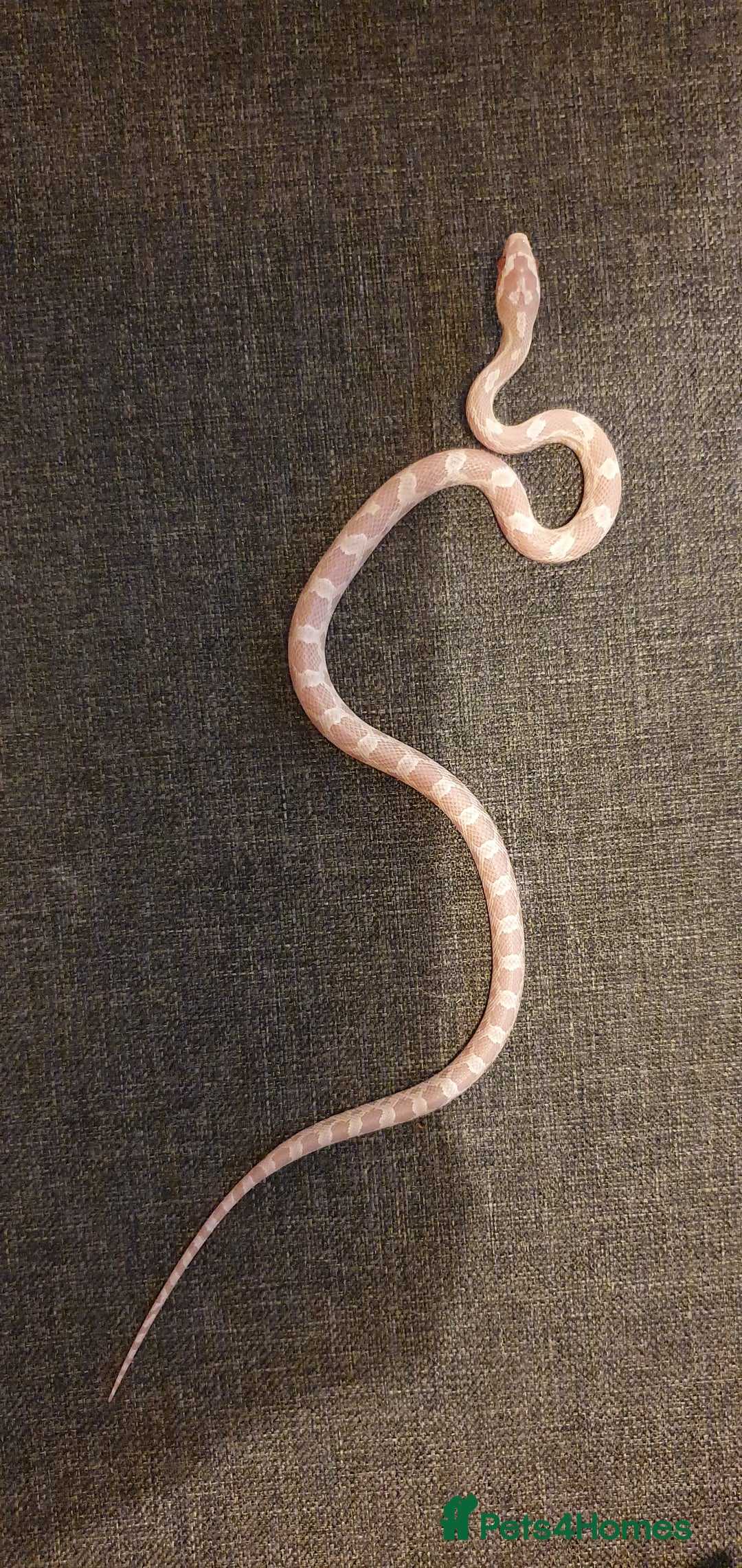 Corn Snake reptiles for sale: 🐍2 left ready to go 🐍 - Image 6