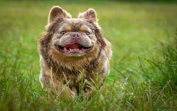 French Bulldog dogs for stud: NEWSHADE ISABELLA FLUFFY STUD - Image 5
