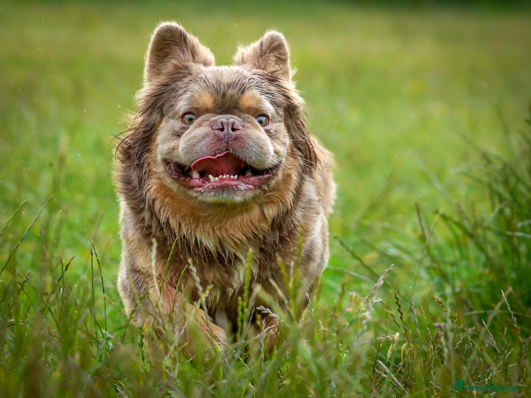 French Bulldog dogs for stud: NEWSHADE ISABELLA FLUFFY STUD - Image 5