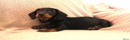 Dachshund dogs for sale: Beautiful standard dachshund litter   - Advert 6
