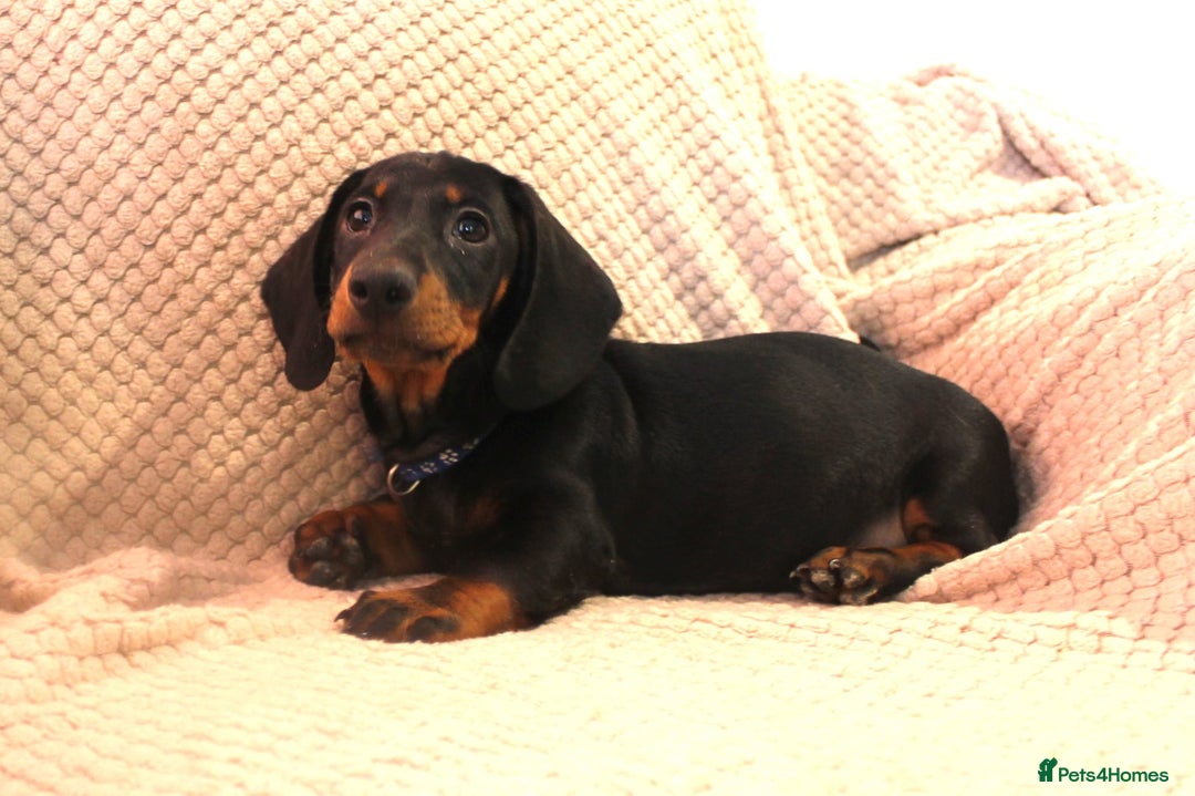 Dachshund dogs for sale: Beautiful standard dachshund litter   - Advert 6