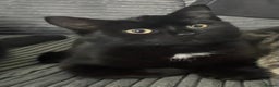 Domestic Shorthair cats for sale: Sweet black kitten Looking for her Forever Home - Advert 6