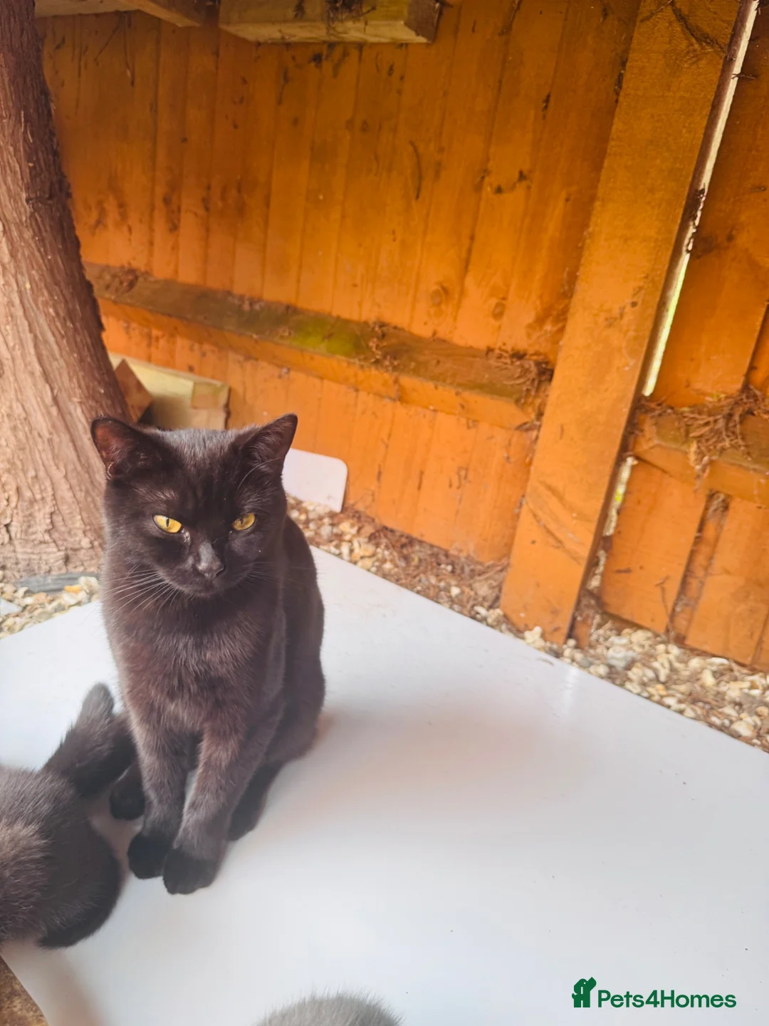 British Shorthair cats for sale: Beautiful Kittens Looking for Loving Homes  in Reading - Advert 2