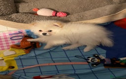 Pomeranian dogs for sale: Beautiful Pomerian Boy  - Image 24