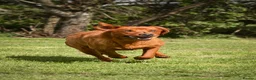 Labrador Retriever dogs for sale: Fox Red Labrador Puppies KC registered for sale - Advert 8