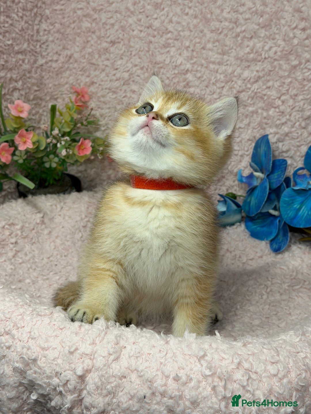 British Shorthair cats for sale: British shh golden, silver  GCCF kittens  - Advert 11