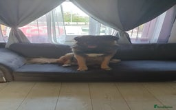 Caucasian Shepherd Dog dogs for sale: 5 year old male - Image 3