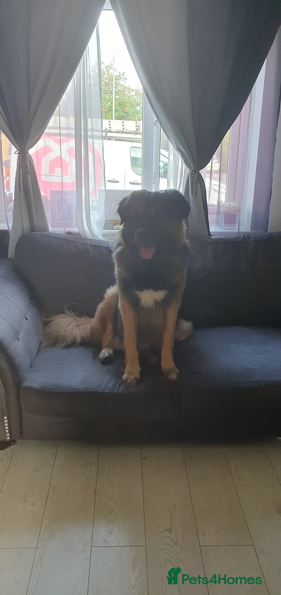 Caucasian Shepherd Dog dogs for sale: 5 year old male - Image 3