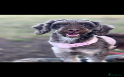 Cockapoo dogs for sale: 4 year old female cockerpoo - Image 3
