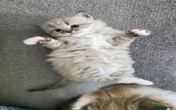 Ragdoll cats for sale: Beautiful kittens looking for their forever home - Image 3