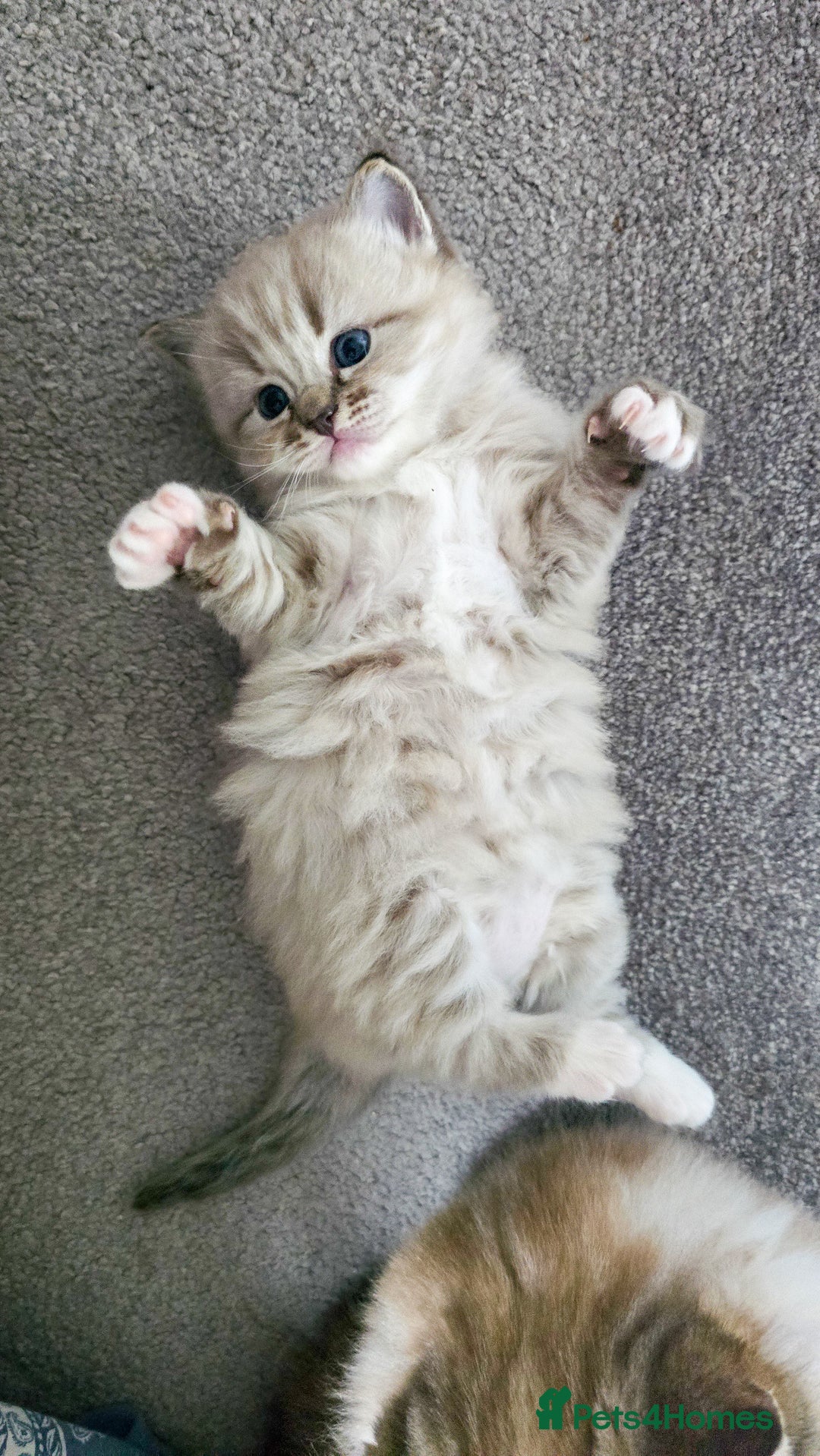 Ragdoll cats for sale: Beautiful kittens looking for their forever home - Image 3