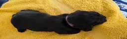 Sprocker dogs for sale: Sprocker Spaniel Puppies in Colchester - Advert 11