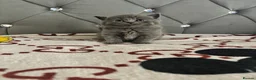 British Shorthair cats for sale: 1British shorthair boy ready go  new home ❤️ - Advert 20