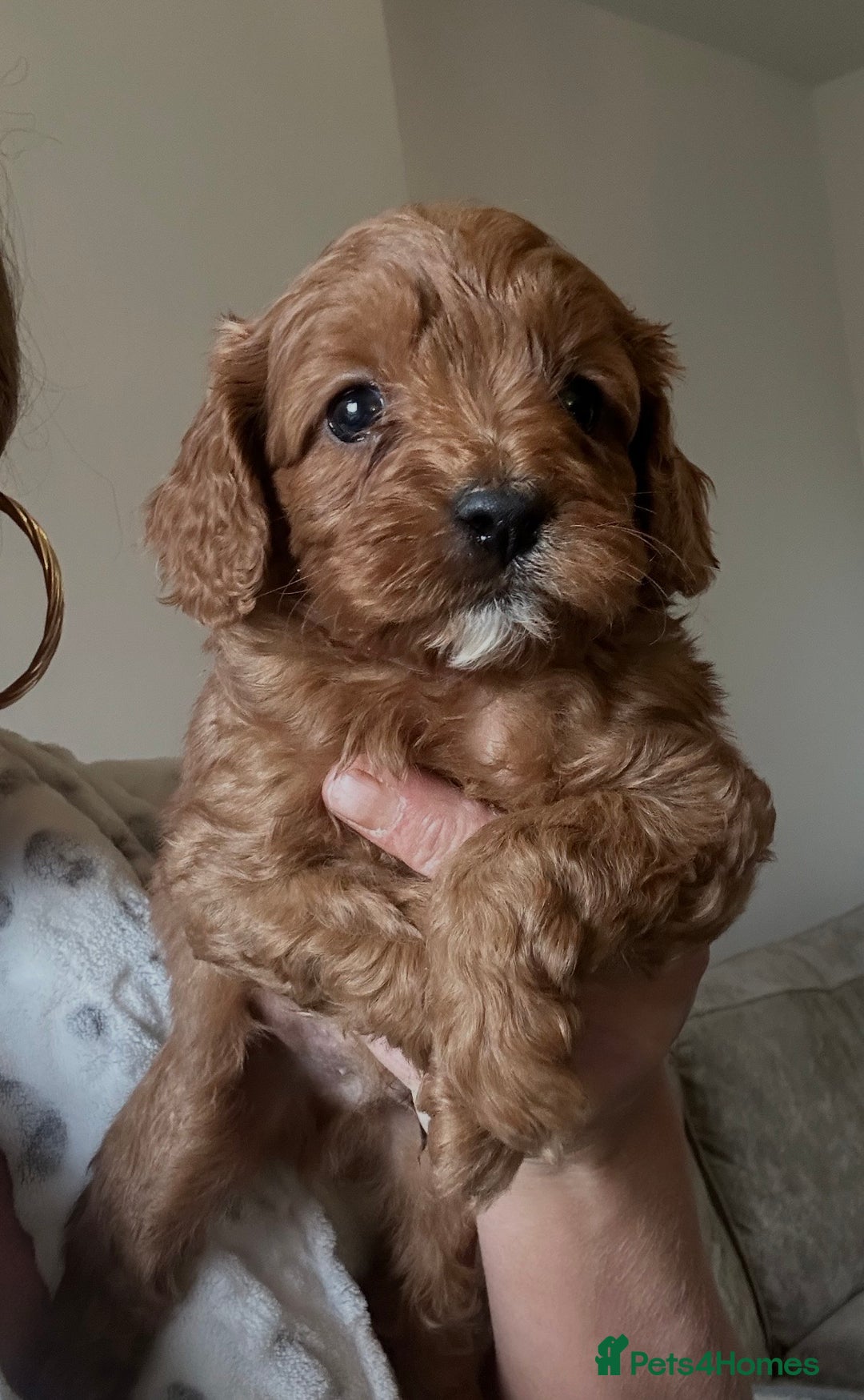 Cavapoo dogs for sale: Fully health tested Cavapoos’s  - Advert 4