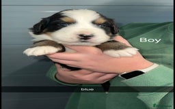 Bernese Mountain Dog dogs for sale: Gorgeous bernese mountain pups  - Image 6