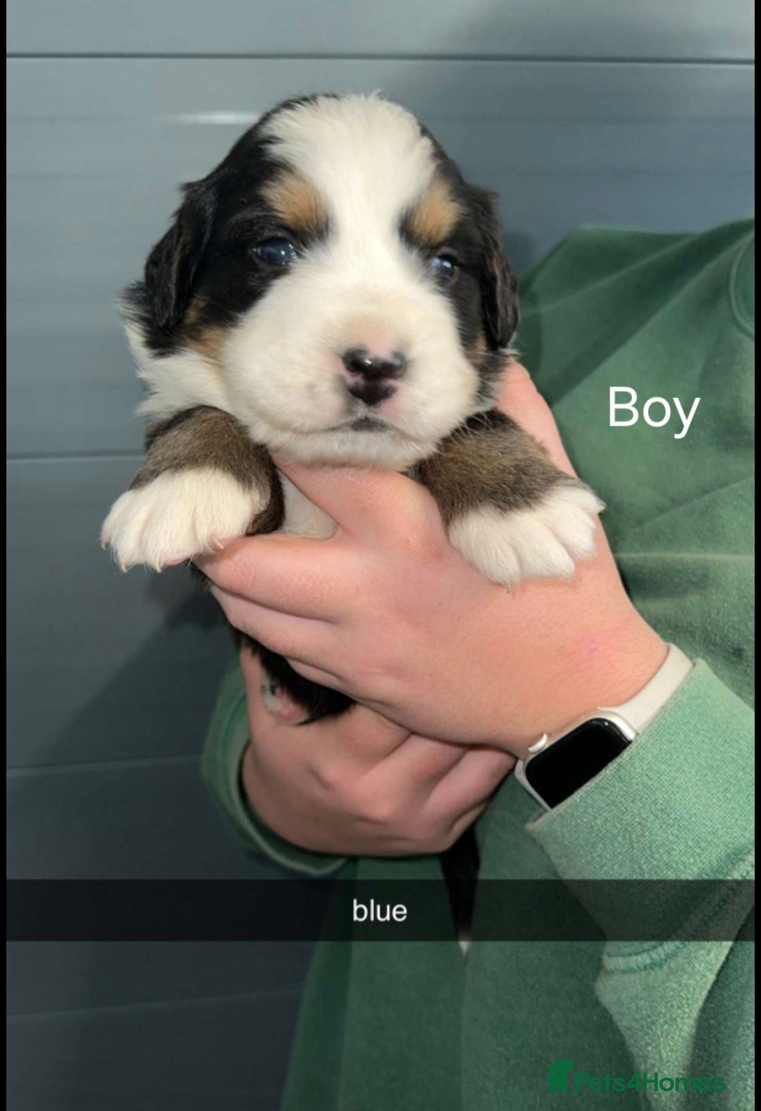 Bernese Mountain Dog dogs for sale: Gorgeous bernese mountain pups  - Image 6
